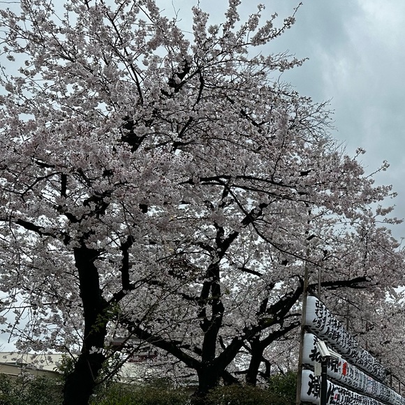 Meet your Posher, Graeson - Picture 1 of 1